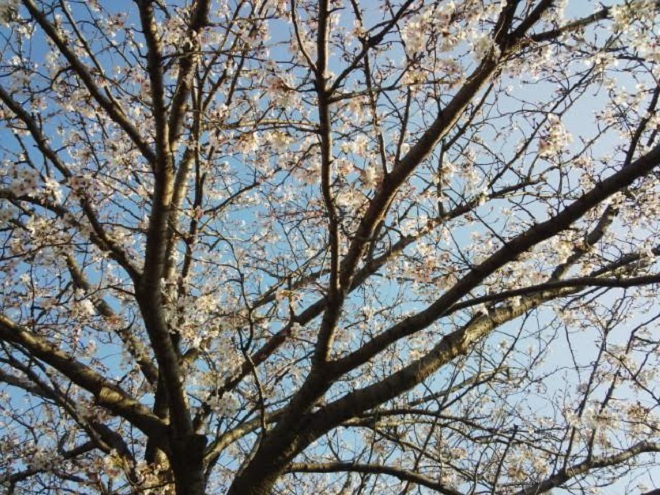 桜unnamed.jpg